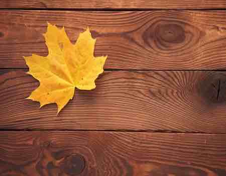 Fondo de otoño madera y hoja seca arce