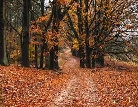 fondo paisaje bosque hojas rojas secas otoño