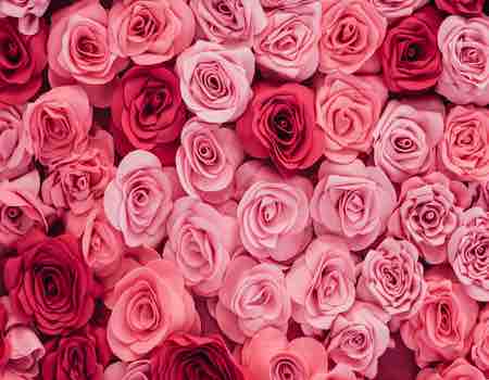 fondo rosa de rosas flores vintage